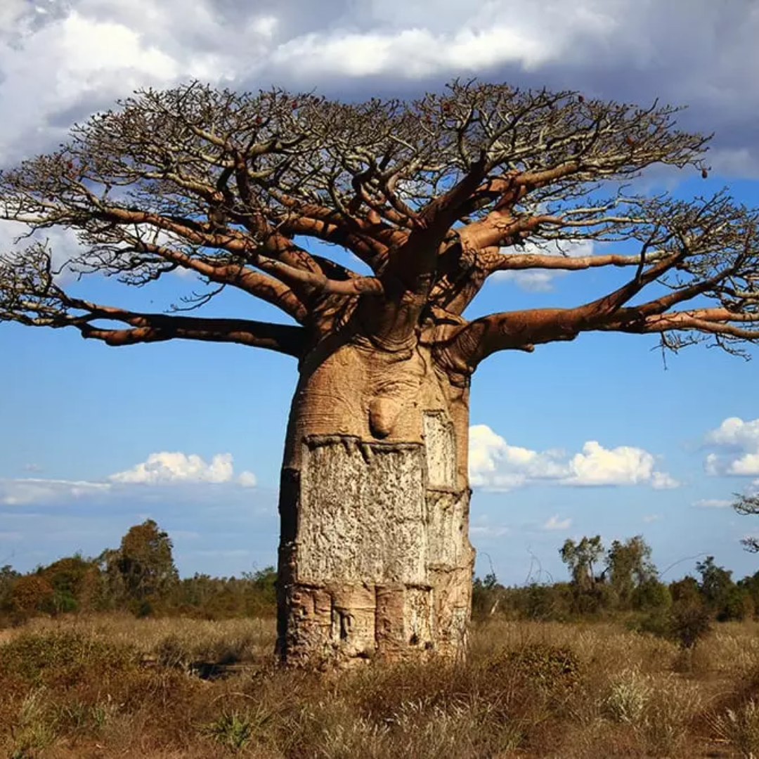 Le baobab : origine et bienfaits d’un trésor africain