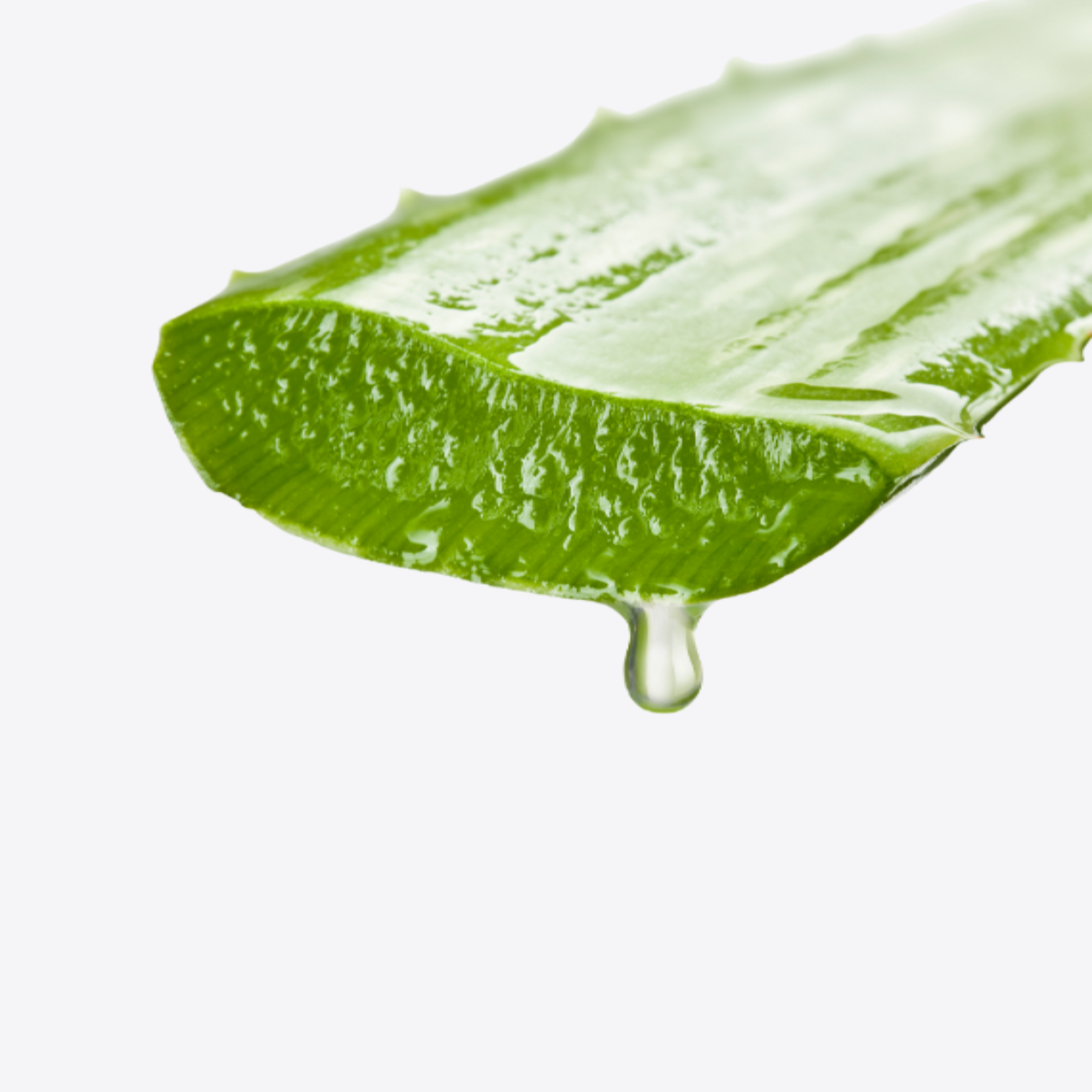 Macérat huileux d' aloe vera BIO