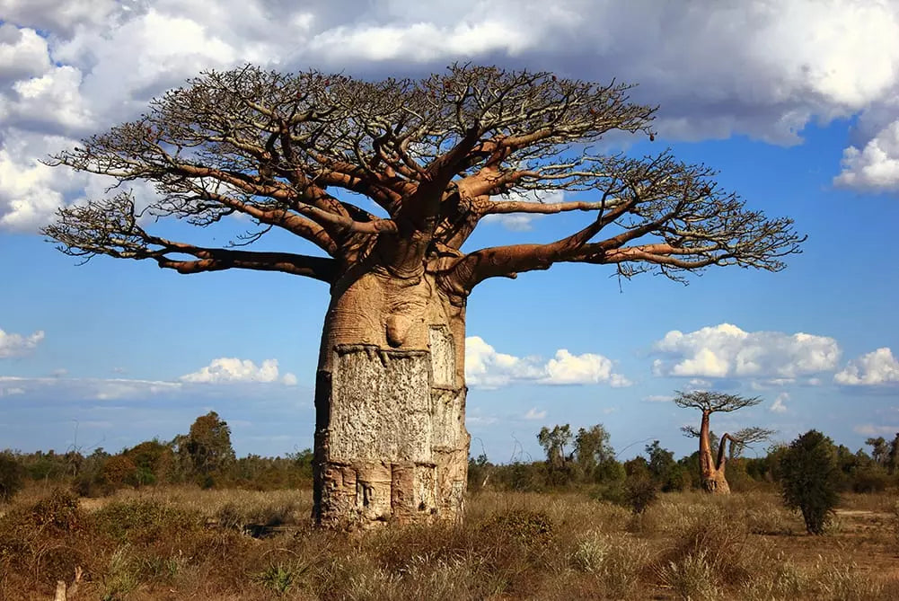 Le Baobab : Origine et bienfaits d’un trésor africain