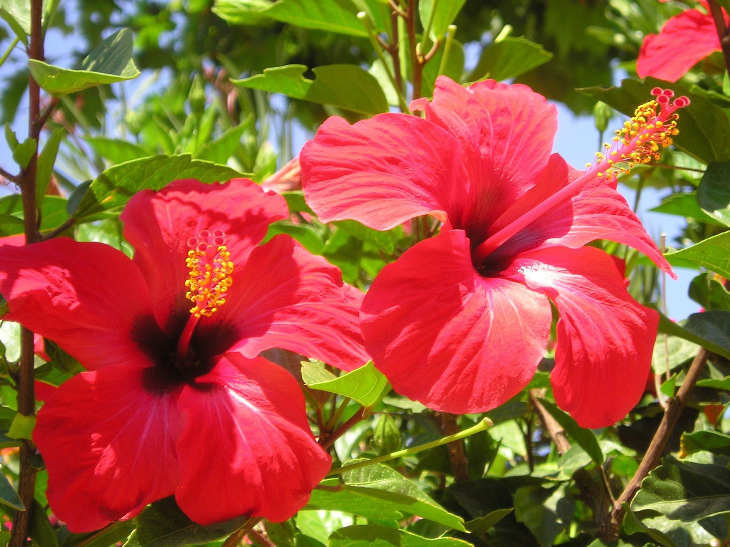 Découvrez les origines et bienfaits de l'hibiscus : Un trésor de nature pour votre santé