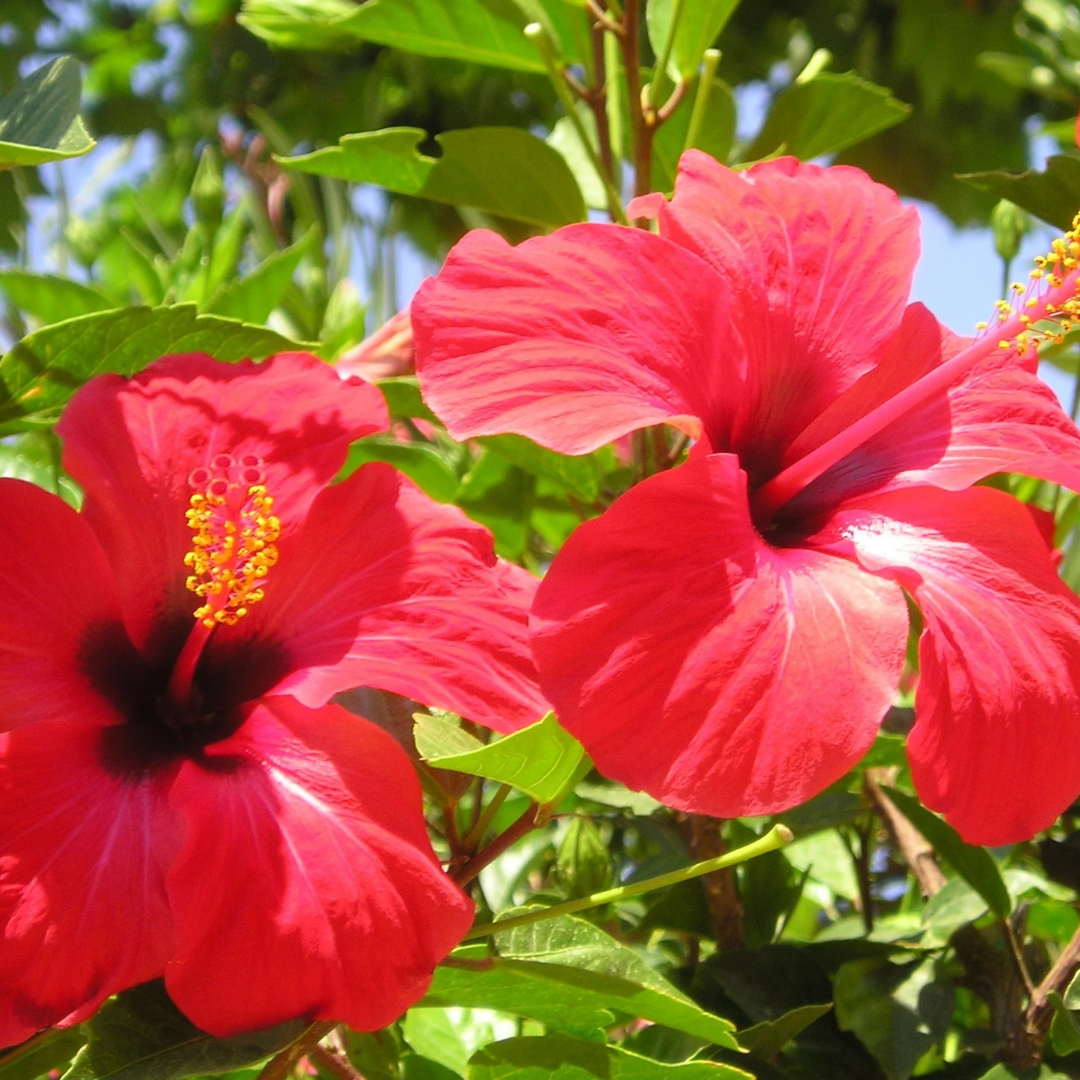 Découvrez les origines et bienfaits de l'hibiscus : un trésor de nature pour votre santé